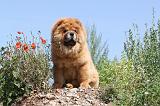 CHOW CHOW 125